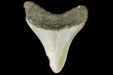 Fossil Megalodon Tooth - North Carolina #109519-2